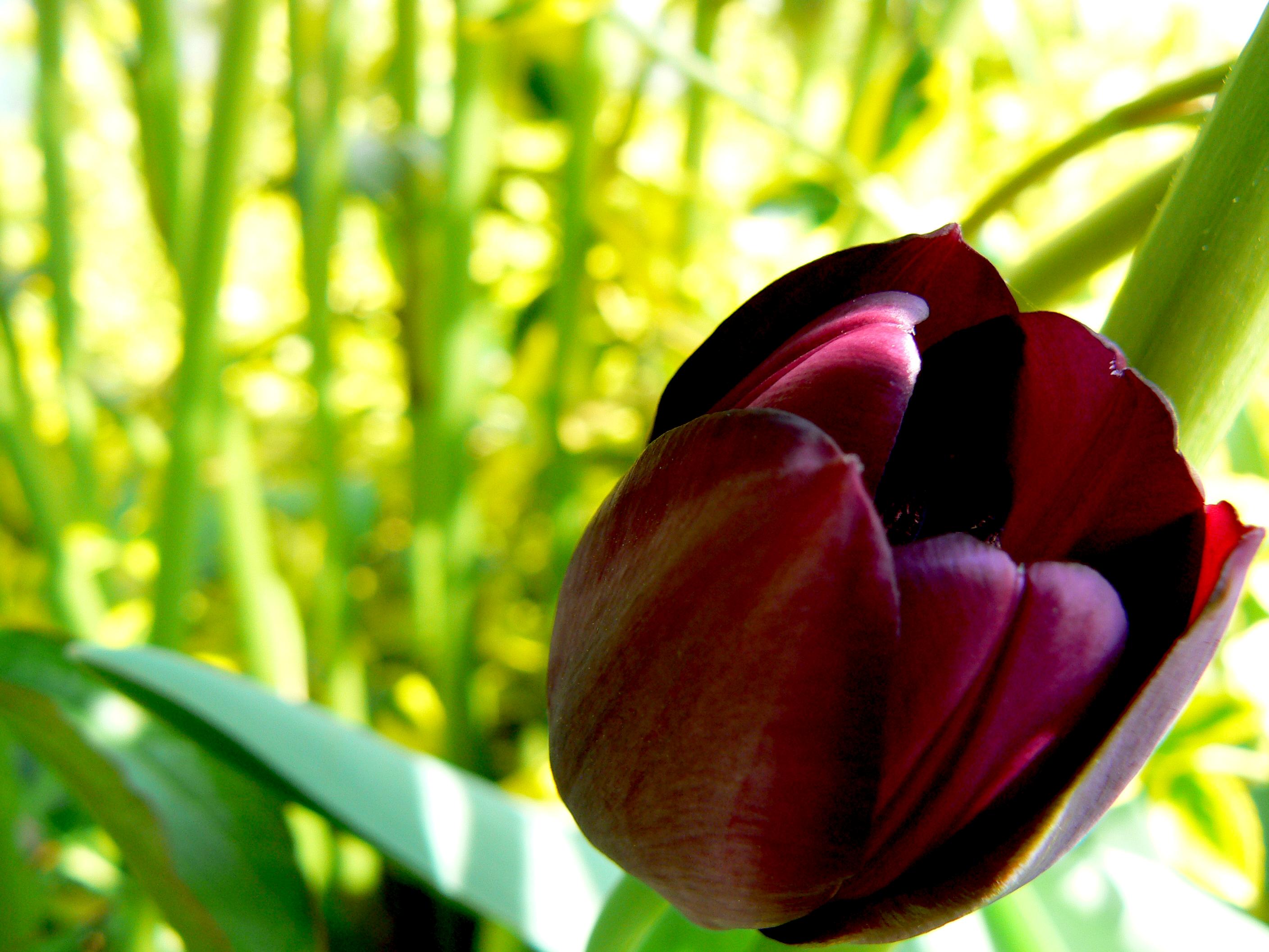 Tulip